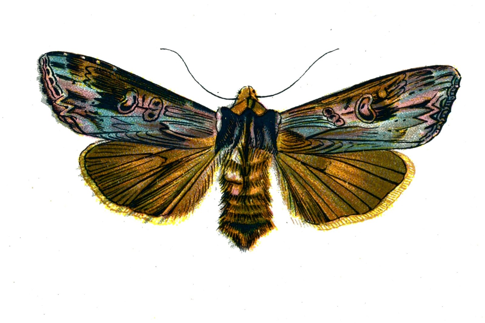 Butterfly Calocampa vetusta A4 Photo Print
