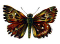 Butterfly Carcharodus alceae A4 Photo Print