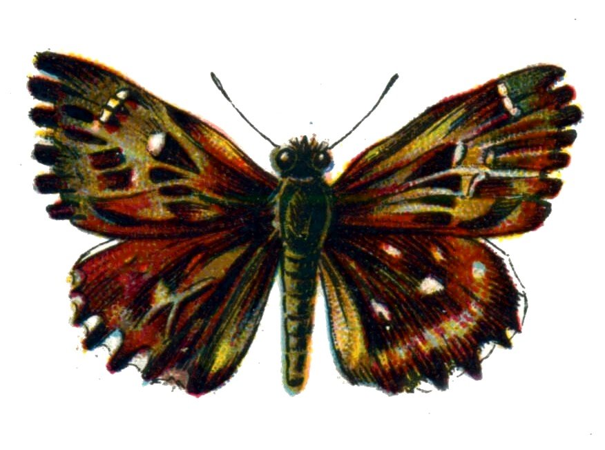 Butterfly Carcharodus alceae A4 Photo Print