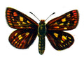 Butterfly Carterocephalus palaemon A4 Photo Print