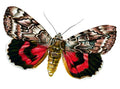 Butterfly Catocala elocata A4 Photo Print
