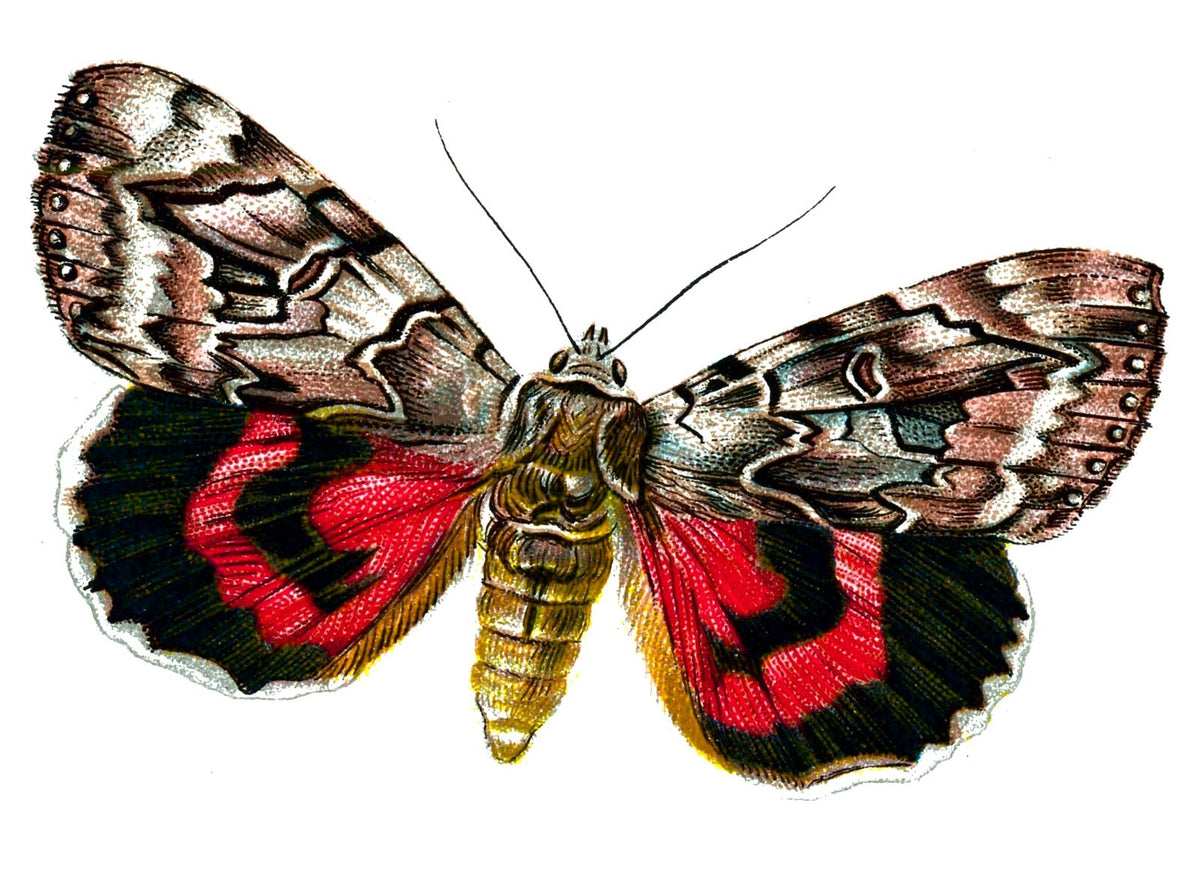 Butterfly Catocala elocata A4 Photo Print