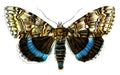 Butterfly Catocala fraxini A4 Photo Print