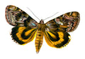 Butterfly Catocala fuminea A4 Photo Print