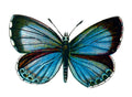 Butterfly Celastrina argiolus femelle A4 Photo Print