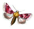 Butterfly Chariclea delphinii A4 Photo Print
