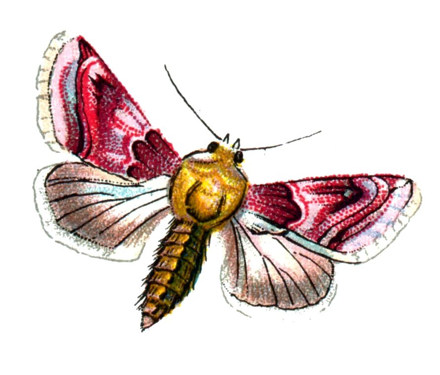 Butterfly Chariclea delphinii A4 Photo Print