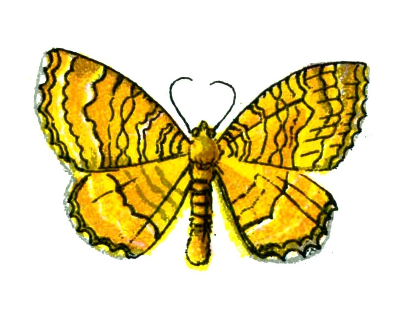 Butterfly Cidaria bilineata A4 Photo Print