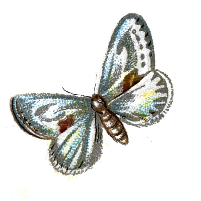 Butterfly Cilix glaucata A4 Photo Print