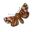 Butterfly Clidia geographica A4 Photo Print
