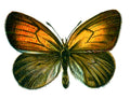 Butterfly Coenonympha arcania A4 Photo Print