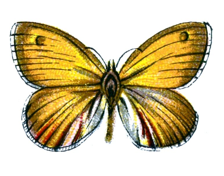 Butterfly Coenonympha pamphilus A4 Photo Print