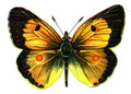 Butterfly Colias edusa male A4 Photo Print