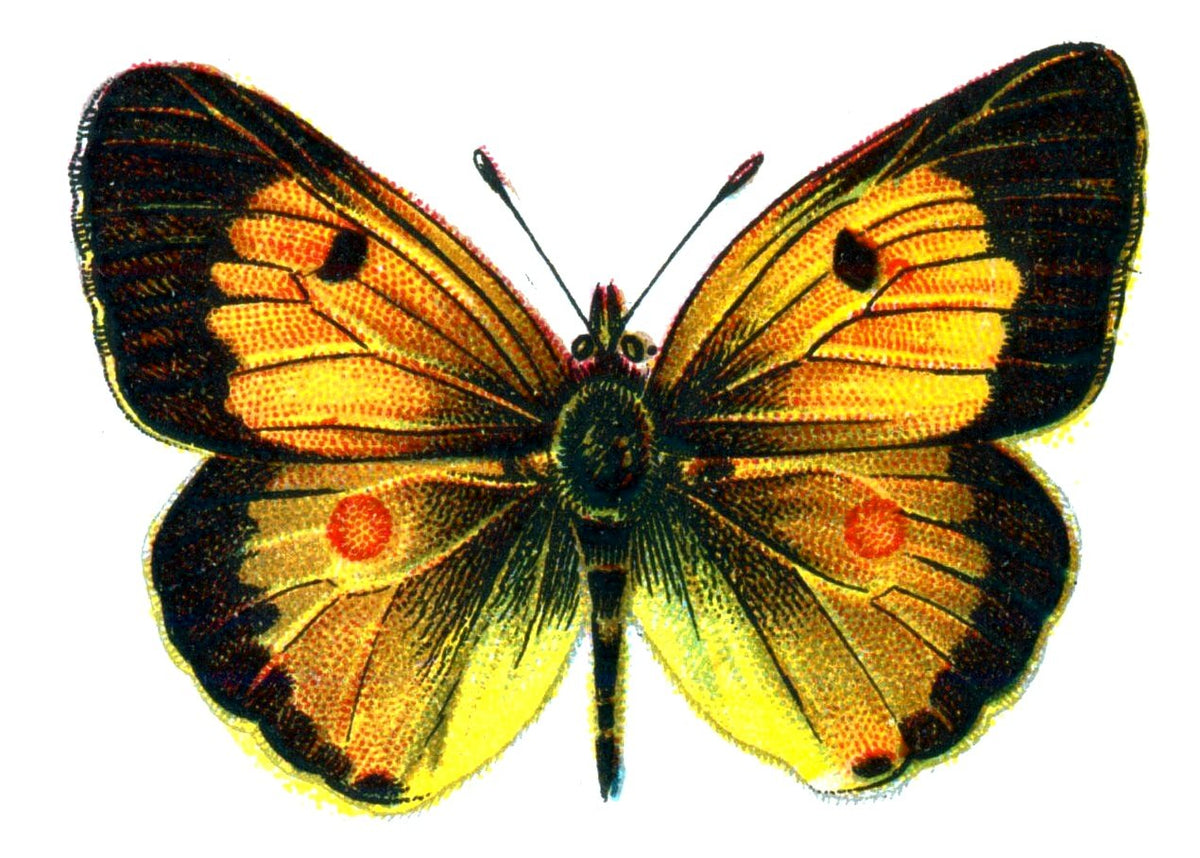 Butterfly Colias edusa male A4 Photo Print