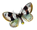 Butterfly Cosmorhoe ocellata A4 Photo Print