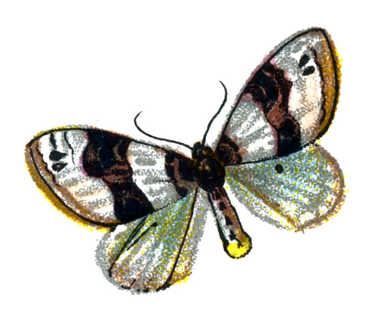 Butterfly Cosmorhoe ocellata A4 Photo Print