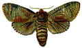 Butterfly Cossus cossus A4 Photo Print
