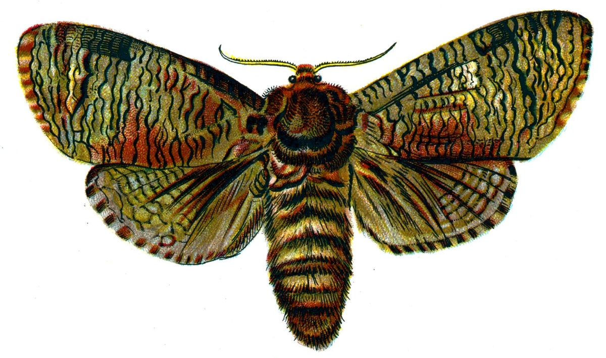 Butterfly Cossus cossus A4 Photo Print