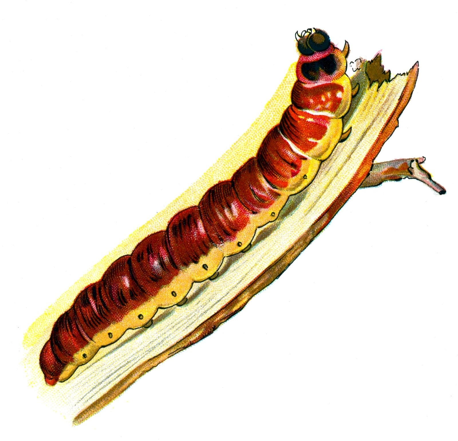 Butterfly Cossus cossus caterpillar A4 Photo Print