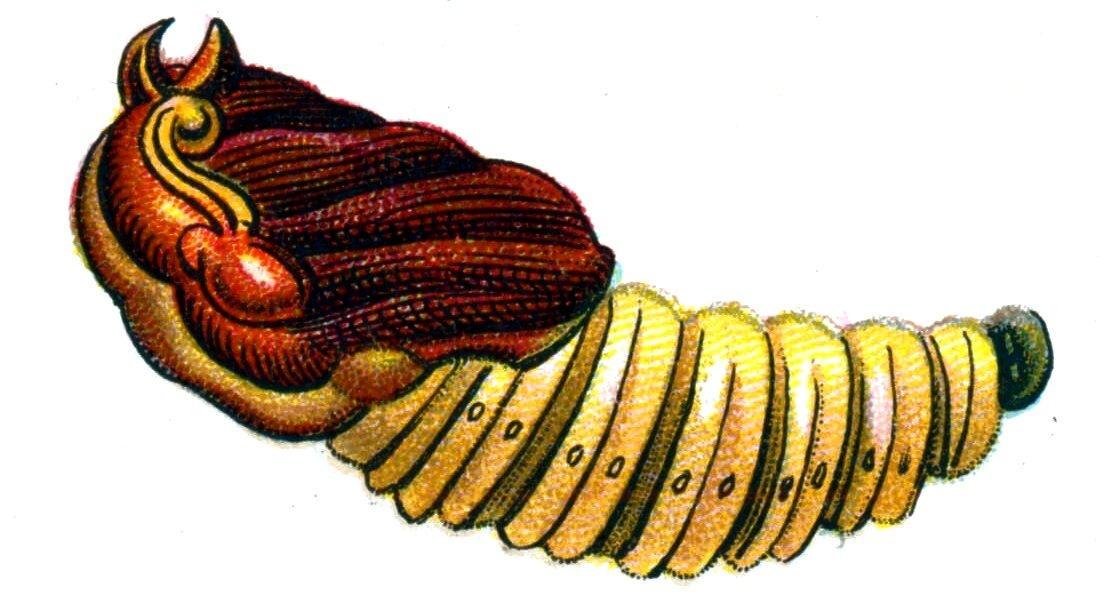 Butterfly Cossus cossus pupa A4 Photo Print