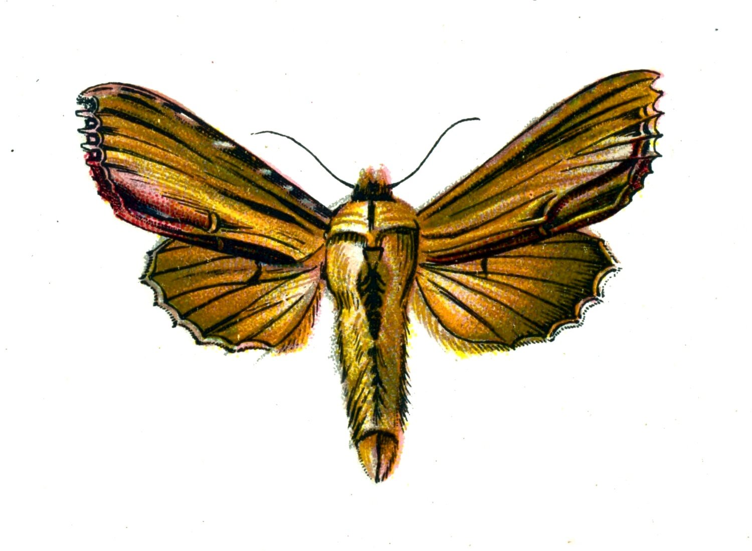 Butterfly Cucullia verbasci A4 Photo Print