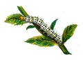 Butterfly Cucullia verbasci caterpillar A4 Photo Print
