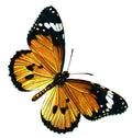 Butterfly Danaus chrysippus A4 Photo Print