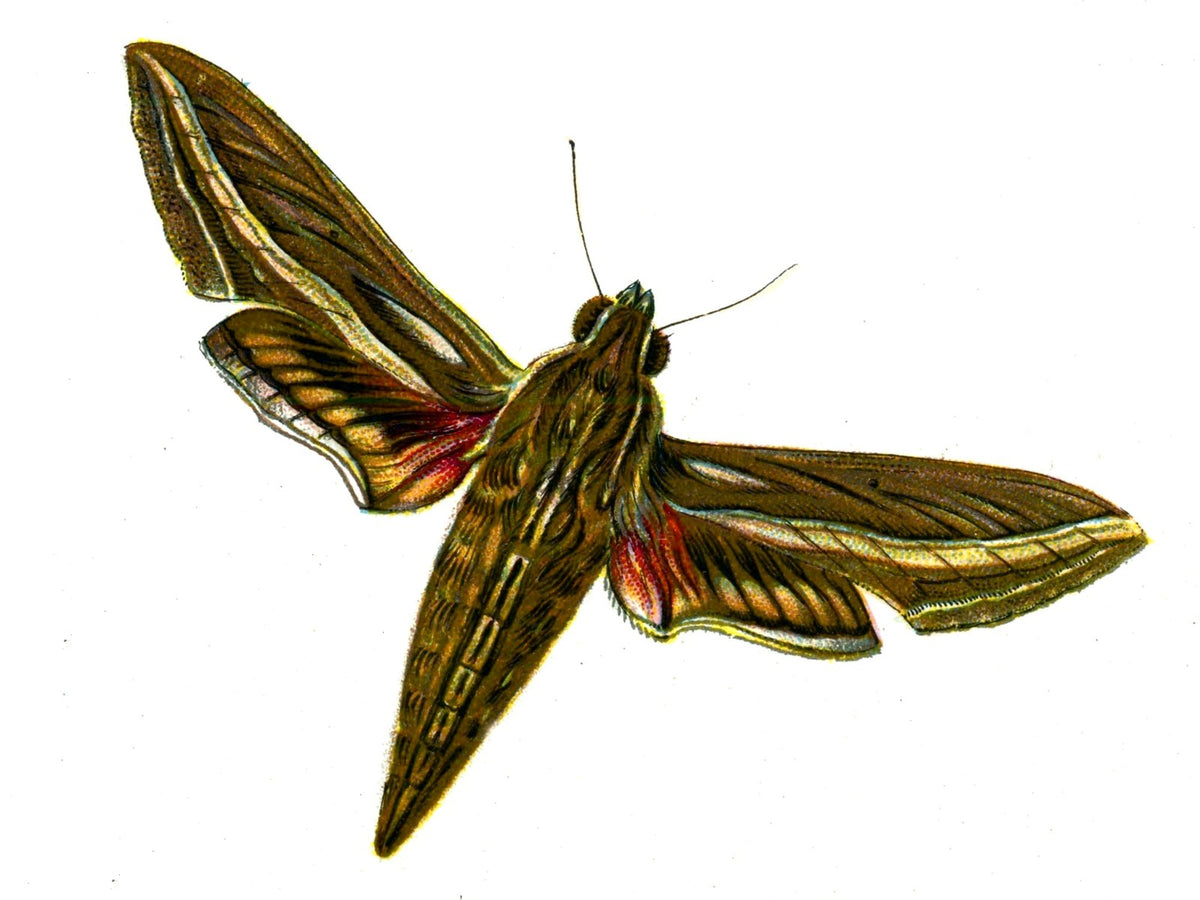 Butterfly Deilephila celerio A4 Photo Print