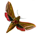 Butterfly Deilephila elpenor A4 Photo Print
