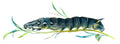 Butterfly Deilephila elpenor caterpillar A4 Photo Print