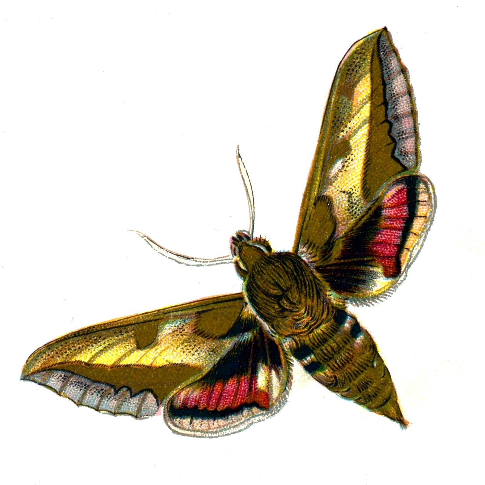 Butterfly Deilephila euphorbiae A4 Photo Print