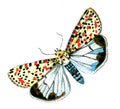Butterfly Deiopeia pulchella A4 Photo Print