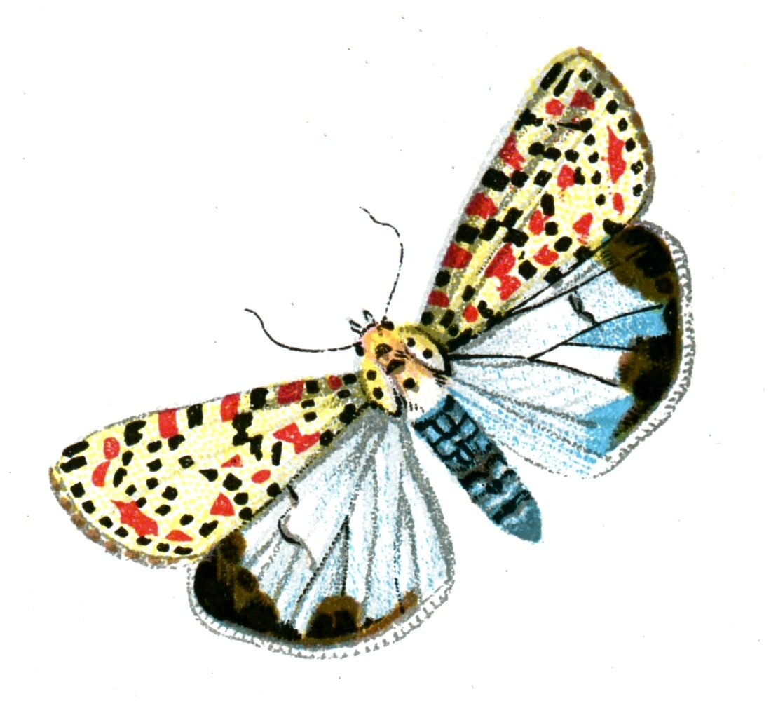 Butterfly Deiopeia pulchella A4 Photo Print