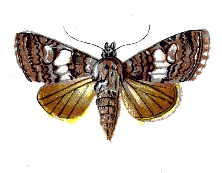 Butterfly Dianthoecia compta A4 Photo Print