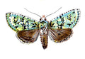 Butterfly Dichonia aprilina A4 Photo Print