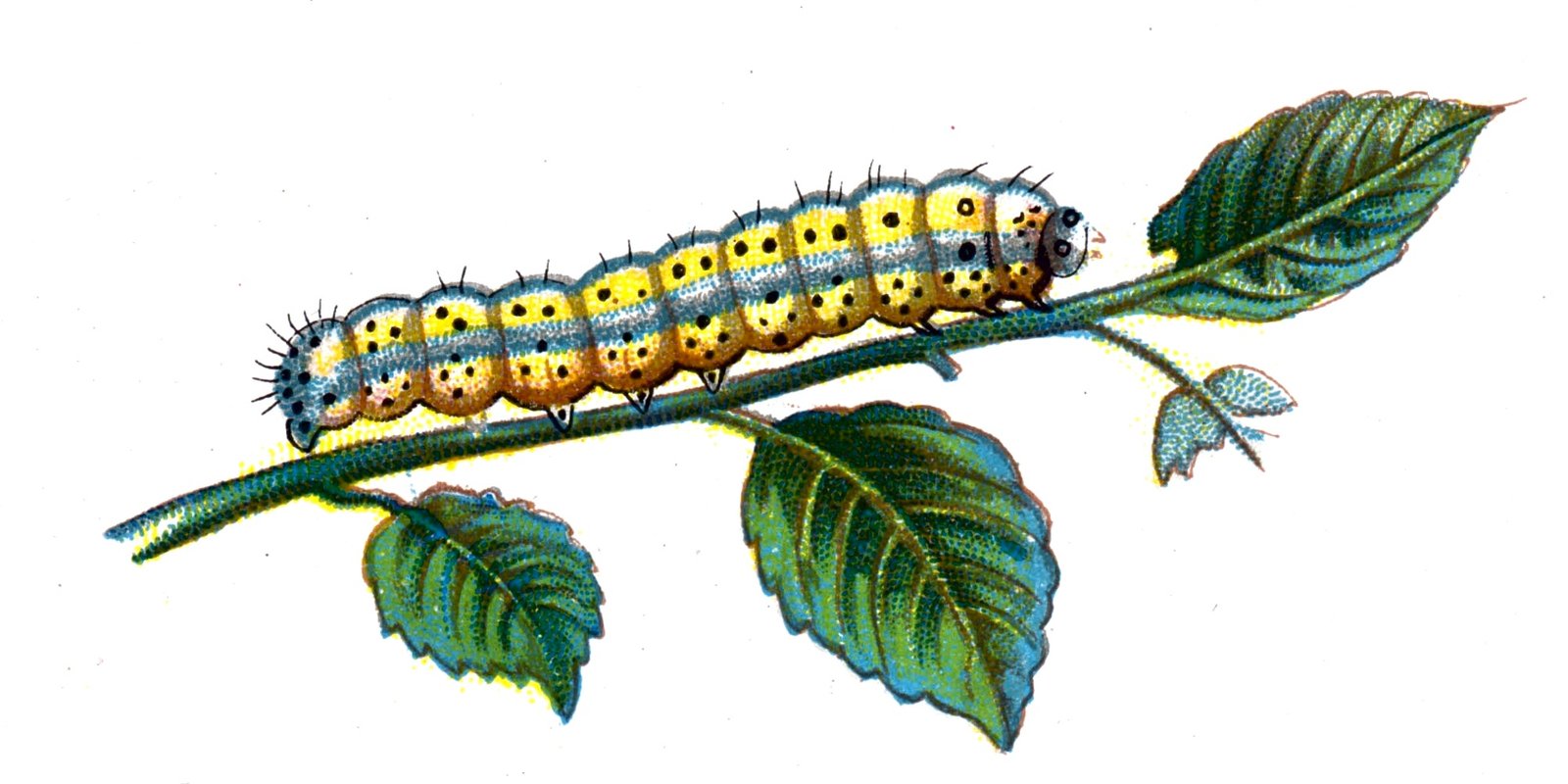 Butterfly Diloba caeruleocephala caterpillar A4 Photo Print