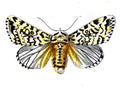 Butterfly Diphthera ludifica A4 Photo Print
