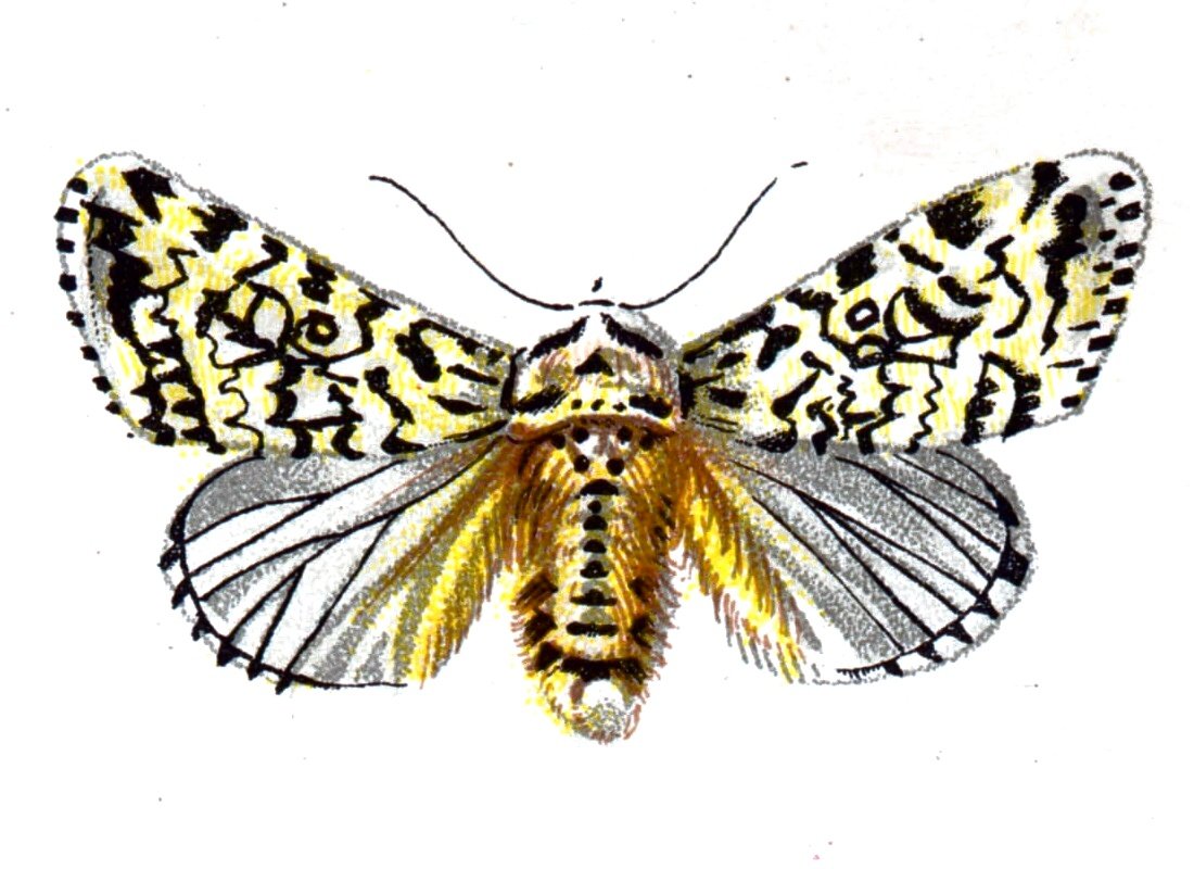 Butterfly Diphthera ludifica A4 Photo Print