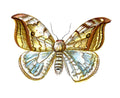 Butterfly Drepana falcataria A4 Photo Print