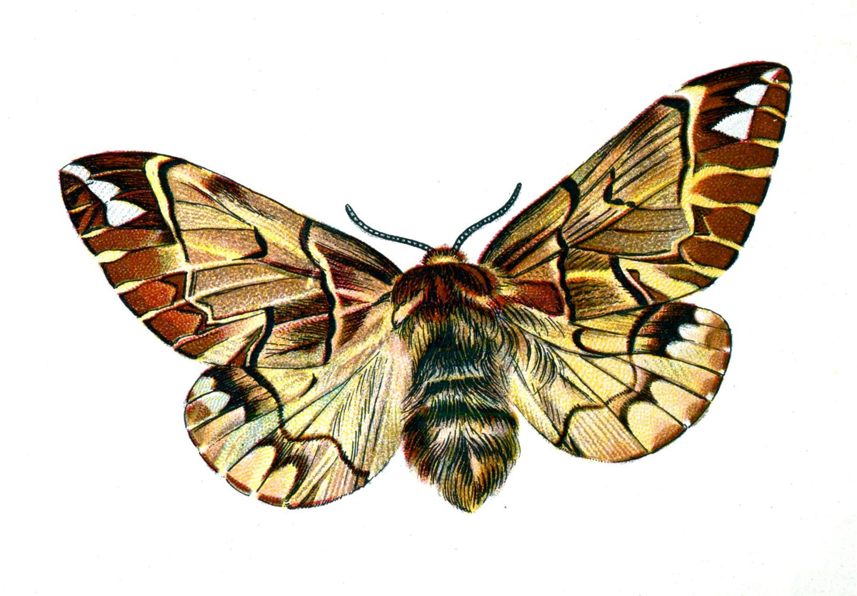 Butterfly Endromis versicolora A4 Photo Print