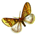 Butterfly Erannis defoliaria male A4 Photo Print