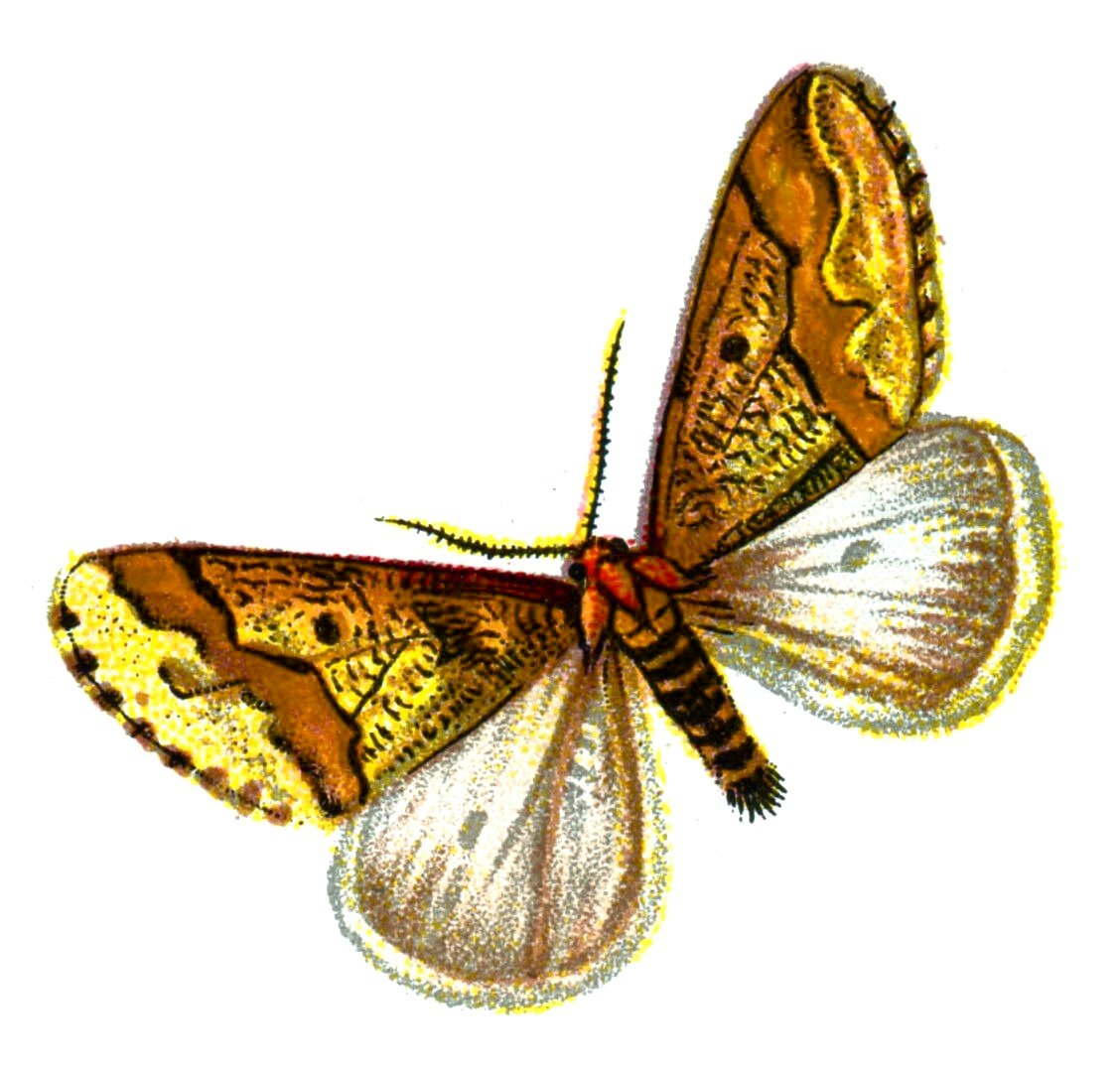 Butterfly Erannis defoliaria male A4 Photo Print
