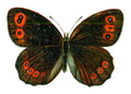 Butterfly Erebia aethiops A4 Photo Print