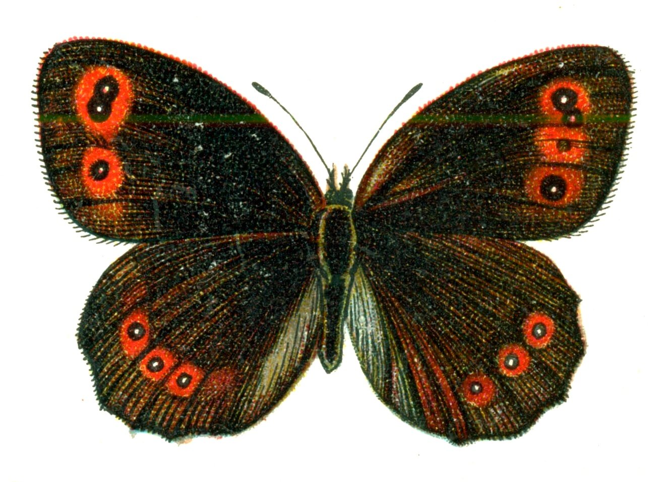 Butterfly Erebia aethiops A4 Photo Print