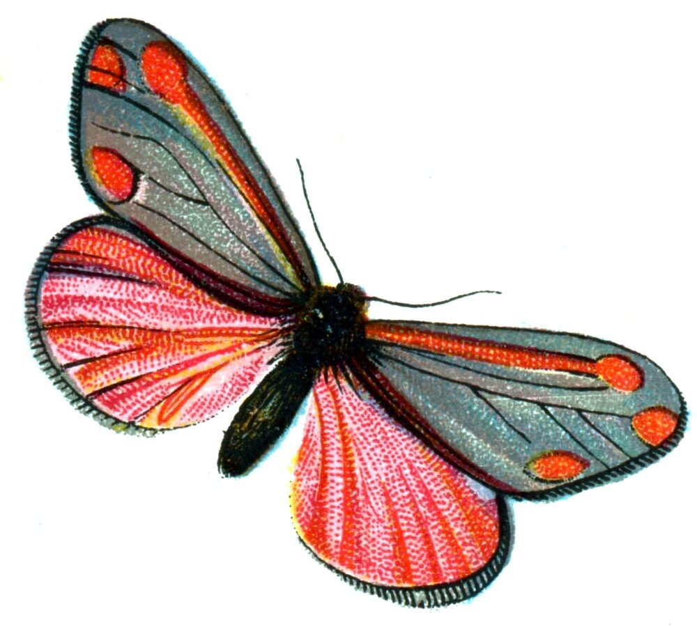 Butterfly Euchelia jacobaeae A4 Photo Print