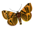 Butterfly Euclidia glyphica A4 Photo Print