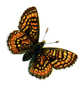 Butterfly Euphydryas aurinia A4 Photo Print