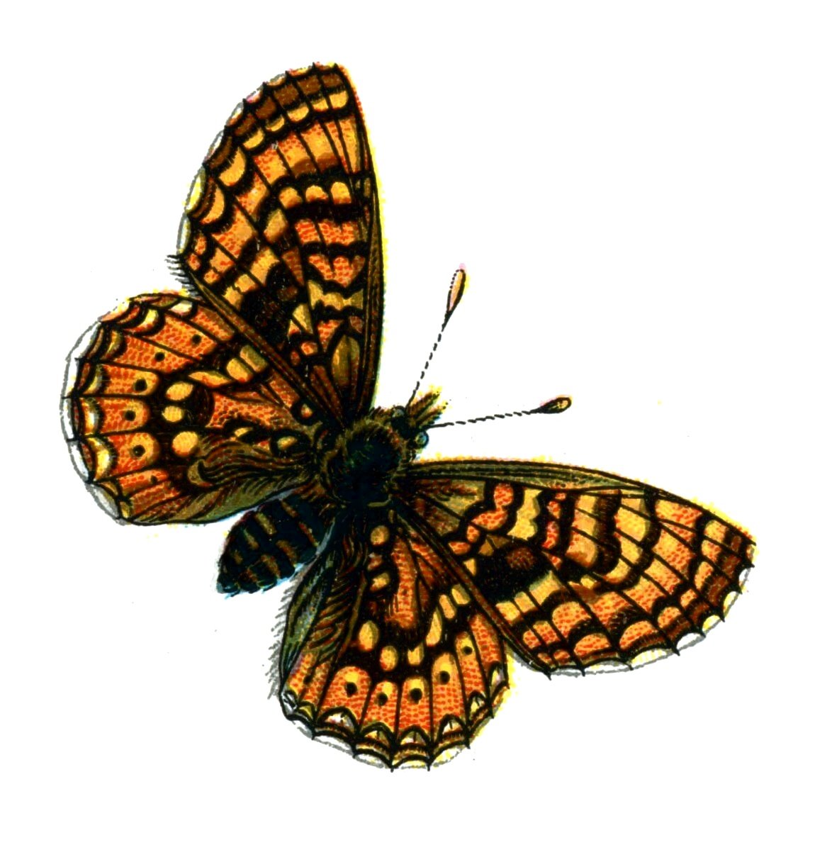 Butterfly Euphydryas aurinia A4 Photo Print