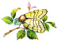 Butterfly European Ocneria dispar female A4 Photo Print
