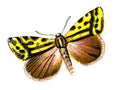 Butterfly Eustrotia trabealis A4 Photo Print